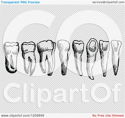 Clipart Of Vintage Black And White Human Teeth Royalty Free Vector