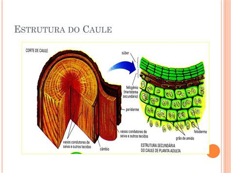 Ppt Morfologia E Anatomia Raiz Caule E Folha Powerpoint