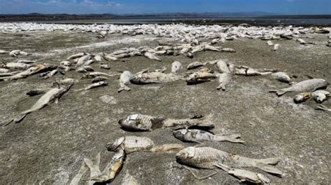 Sequ A Provoca Muerte Cientos De Miles De Peces En Chihuahua