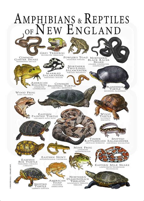 Amphibians & Reptiles of New England Poster Print