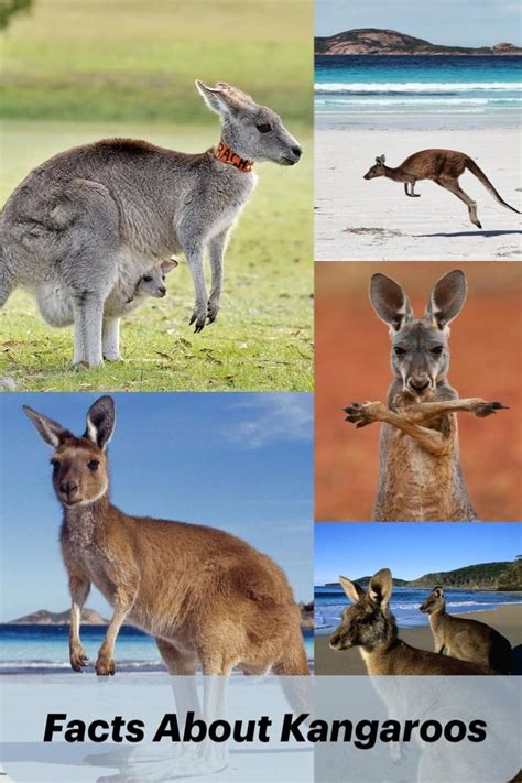 10 Interesting Facts About Kangaroos Kangaroo 10 Interesting Facts