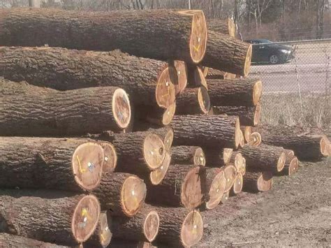 Walnut Logs Kretz Lumber