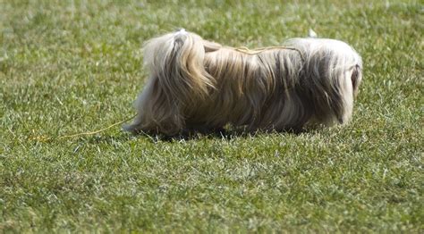 Physical Description of the Pekingese dog - Pekingese Central