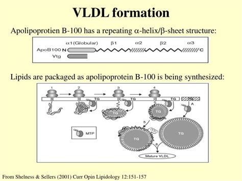 PPT - VLDL formation PowerPoint Presentation, free download - ID:4250347