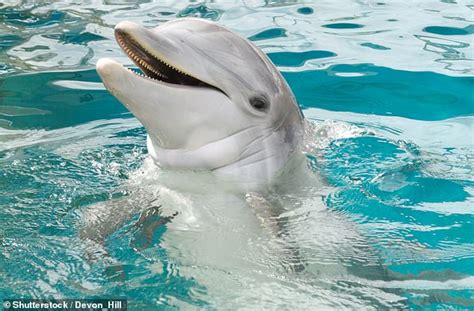 Research Reveals Dolphins Like Humans Can Be Right Or Left Handed