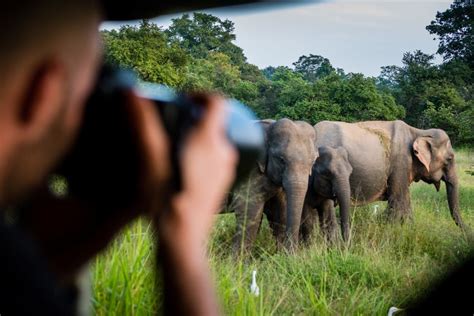 Ella Shuttle Nach Mirissa Galle Hikkaduwa Udawalawa Safari