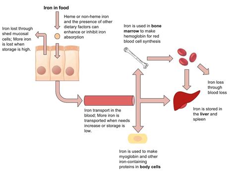 iron human nutrition