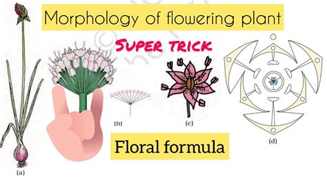 Floral Formula Made Easy Morphology Of Flowering Plant Easy Trick