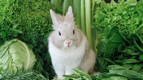 adorable bunny names   animals