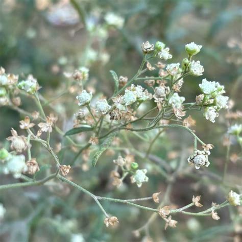 parthenium hysterophorus congress grass carrot grass famine weed