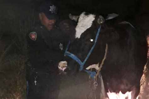 Recupera Polic A De Huamantla Ganado Bovino Tras Operativo En El Carmen