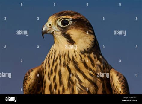 BIRDS OF PREY Stock Photo - Alamy