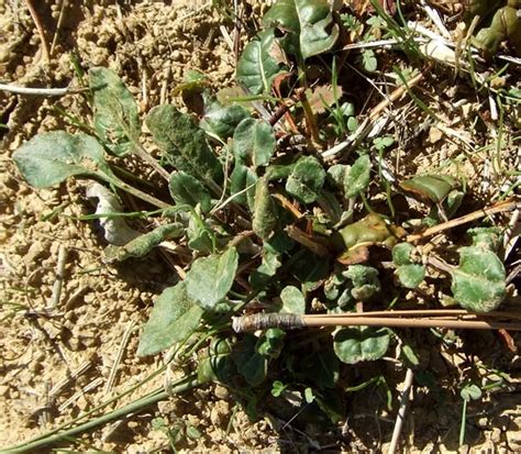 Eriogonum Nudum Var Pubiflorum Naked Buckwheat