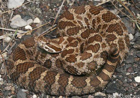 Eastern Massasauga Rattlesnake Flickr Photo Sharing