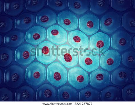 Human Skin Cells 3d Illustration Skin Stock Illustration 2221987877