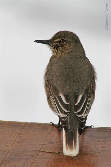 Black Billed Shrike Tyrant Agriornis Montana Wild Birds Flycatcher