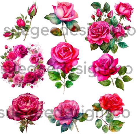 Watercolor Hot Pink Roses Clipart Bundle Fuchsia Roses And Leaves In