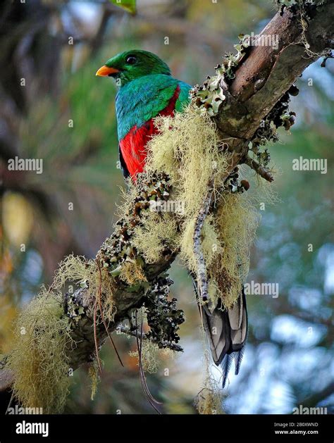 White Tipped Quetzal Pharomachrus Fulgidus Male Sits On A Branch