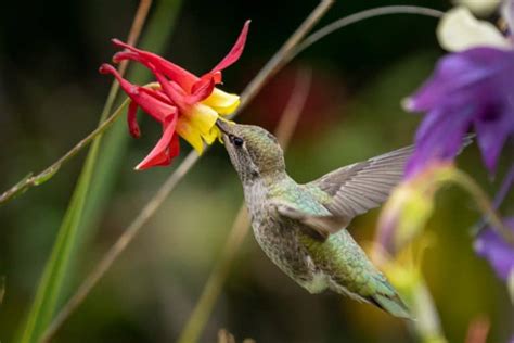 12 Brilliant Tips for Creating a Bird Friendly Flower Garden - Gingham ...