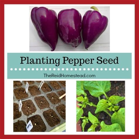 Seed Starting 101: Planting Pepper Seed - The Reid Homestead