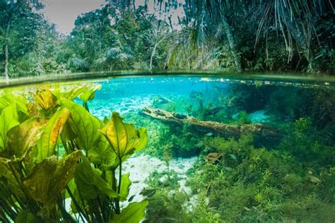 Mergulho de flutuação na Nascente Azul Bonito Civitatis