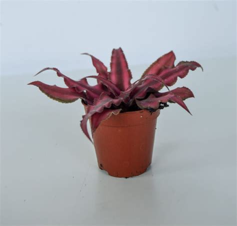 Cryptanthus Bivittatus Red Star Green Room