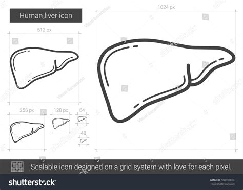 Human Liver Vector Line Icon Isolated Stock Vector Royalty Free 508598014 Shutterstock