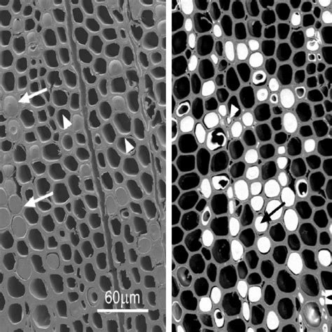 Scanning electron micrograph of a section | Download Scientific Diagram