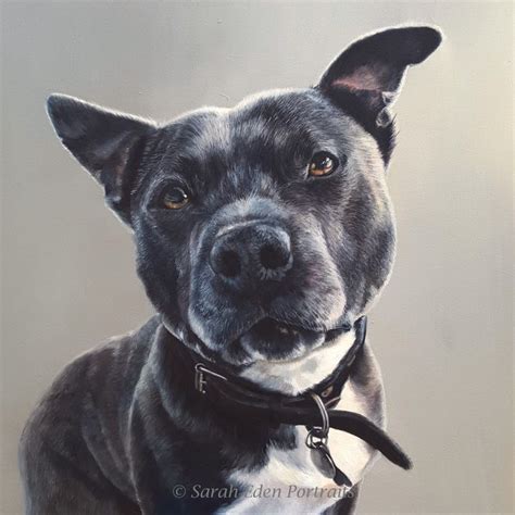 Staffordshire Bull Terrier Oil Portrait By Sarah Eden Portraits Staffy