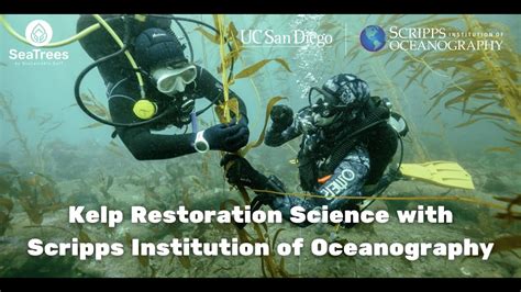 Kelp Restoration Science With Scripps Institution Of Oceanography YouTube