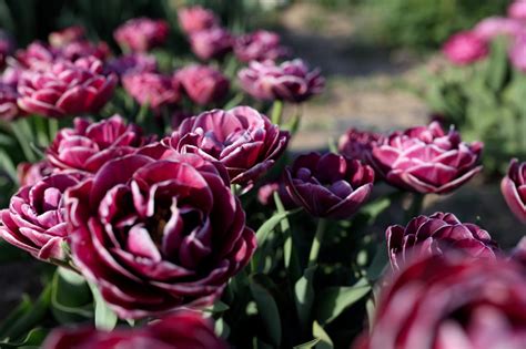 Tulipán Dream Touch · Loukykvět