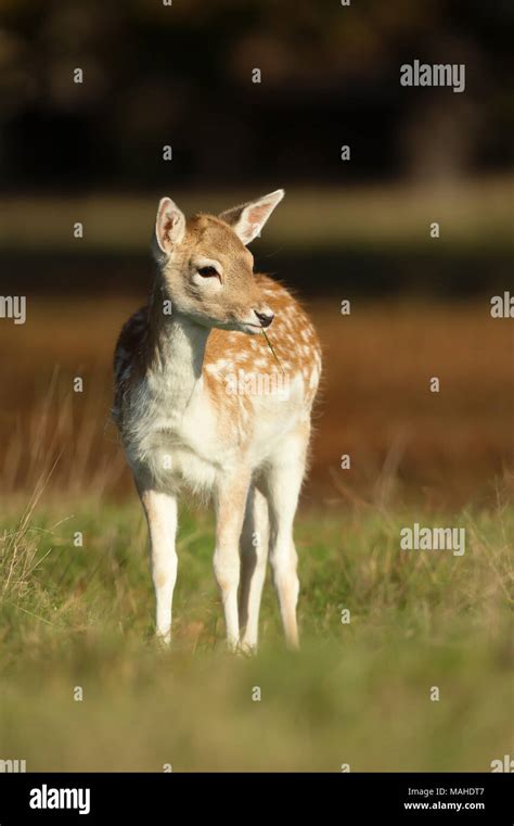 White fallow deer uk hi-res stock photography and images - Alamy