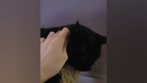 I Pet My Free Sex Video RedTube