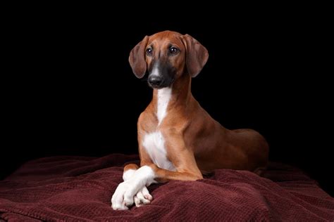 As raças de cães que vivem mais tempo