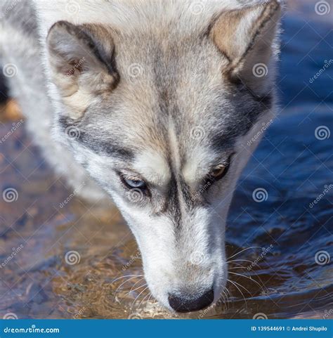 Husky Dog Drinking Water From A Stream Stock Image Image Of Nature