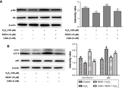 Effect Of 3 Ma On The Anti Aging Effect Of Resv By Inhibiting