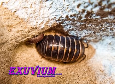 Armadillidium Badium Casteldaccia Exuvium