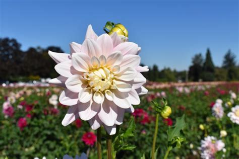 Swan Island Dahlias