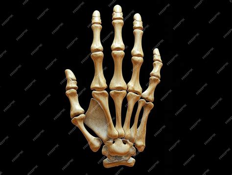 anatomie du squelette de la main humaine image premium generee  base