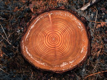 How Long Do Trees Live Learn About The Average Age Of Trees
