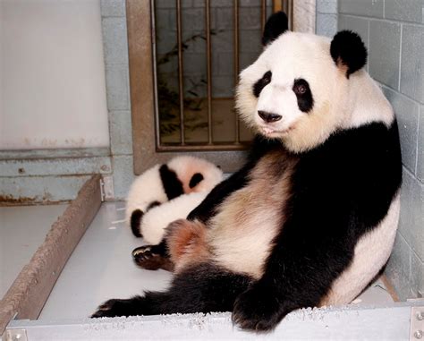 Pregnant Panda
