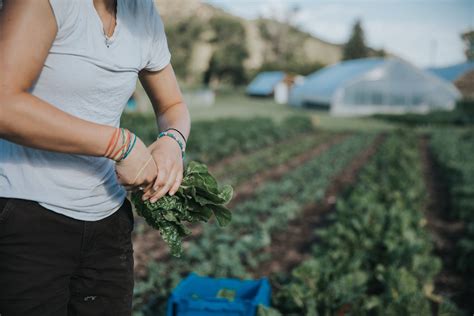 Quick Farmer Tips To Preserve Your Vegetables Aces