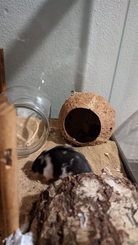 updated cage setup! :') : r/dwarfhamsters