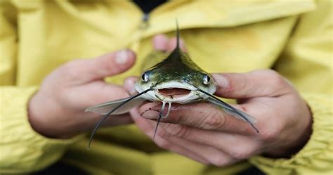 Catfish How To Identify And Catch