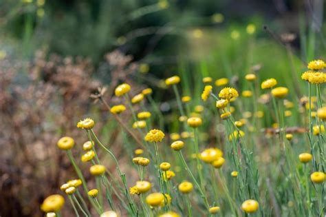 Um Campo De Flores Amarelas No Jardim Foto Premium