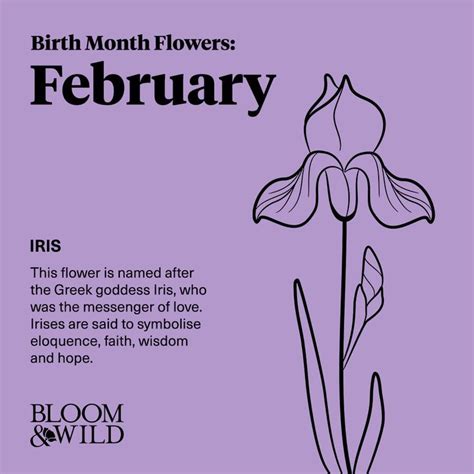 February Birth Flower Iris February Birth Flowers Birth Flowers