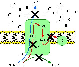 Explain How the Mitochondria Use Chemiosmotic Gradients