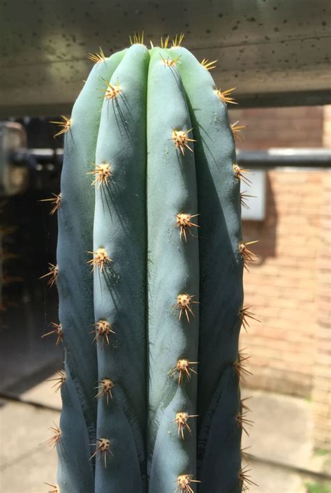 Trichocereus Peruvianus Cv Los Gentiles Moth