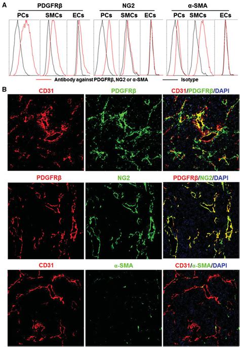 Expression Of Surface Markers On Mural Cells A Expression Of Pdgfrb Download Scientific