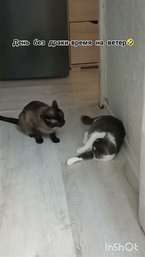 Без драки никуда🙀#смешныекоты #кошка #кот #любимки - YouTube